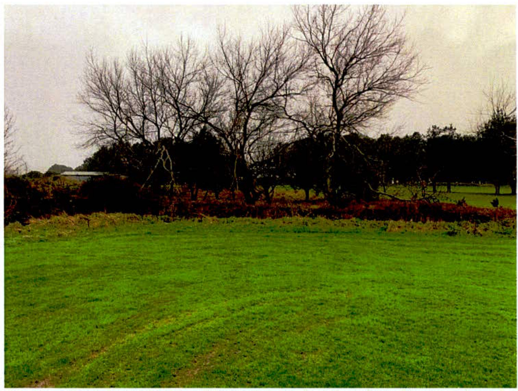 A photograph showing a green grassy field with a line of bare trees and a hedgerow in the background.