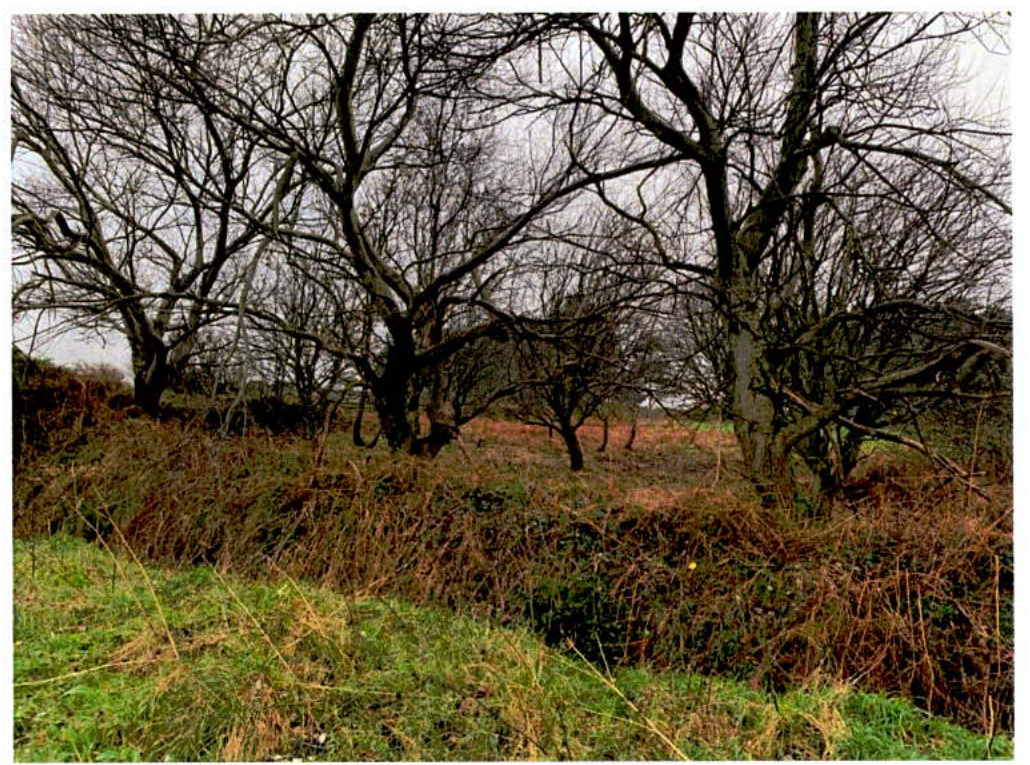 A photograph showing a rural site with bare trees and grassy banks, likely the location for the proposed wildlife pond.