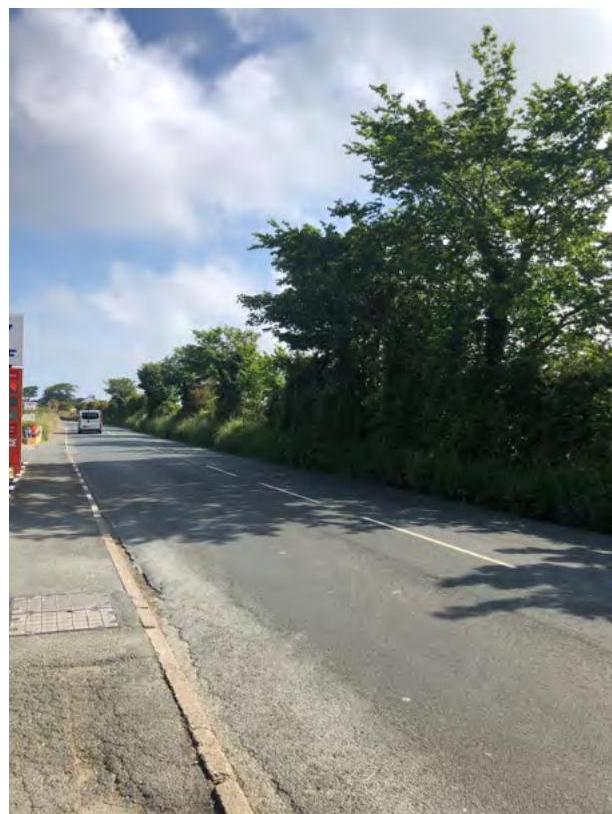 A photograph showing a paved rural road with a bus in the distance, flanked by dense trees and hedges on the right side.