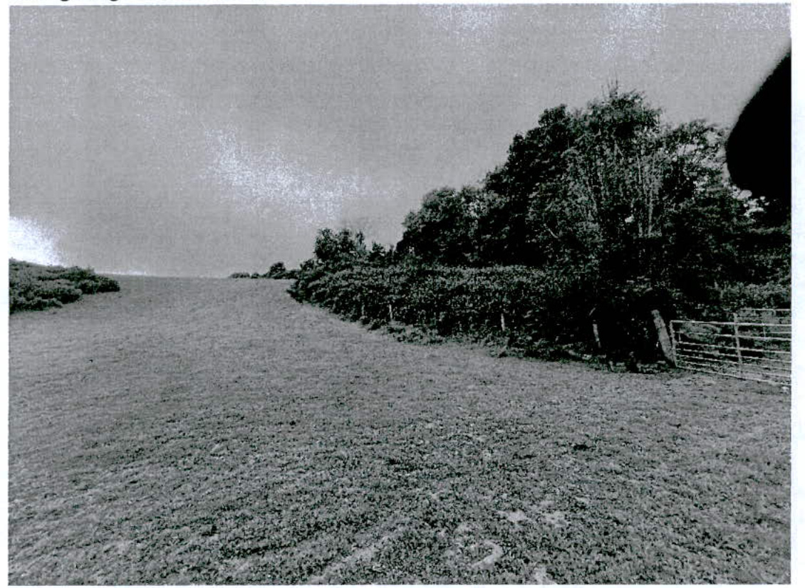 A grainy black and white photograph showing a grassy field sloping up to a hedge line with a metal gate on the right.