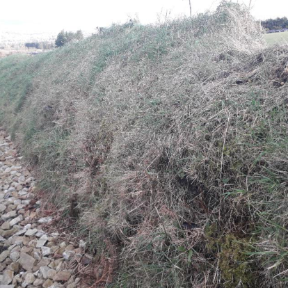 A photograph showing a grassy bank and overgrown vegetation on a rural site, likely representing the existing land conditions for the proposed equestrian development.