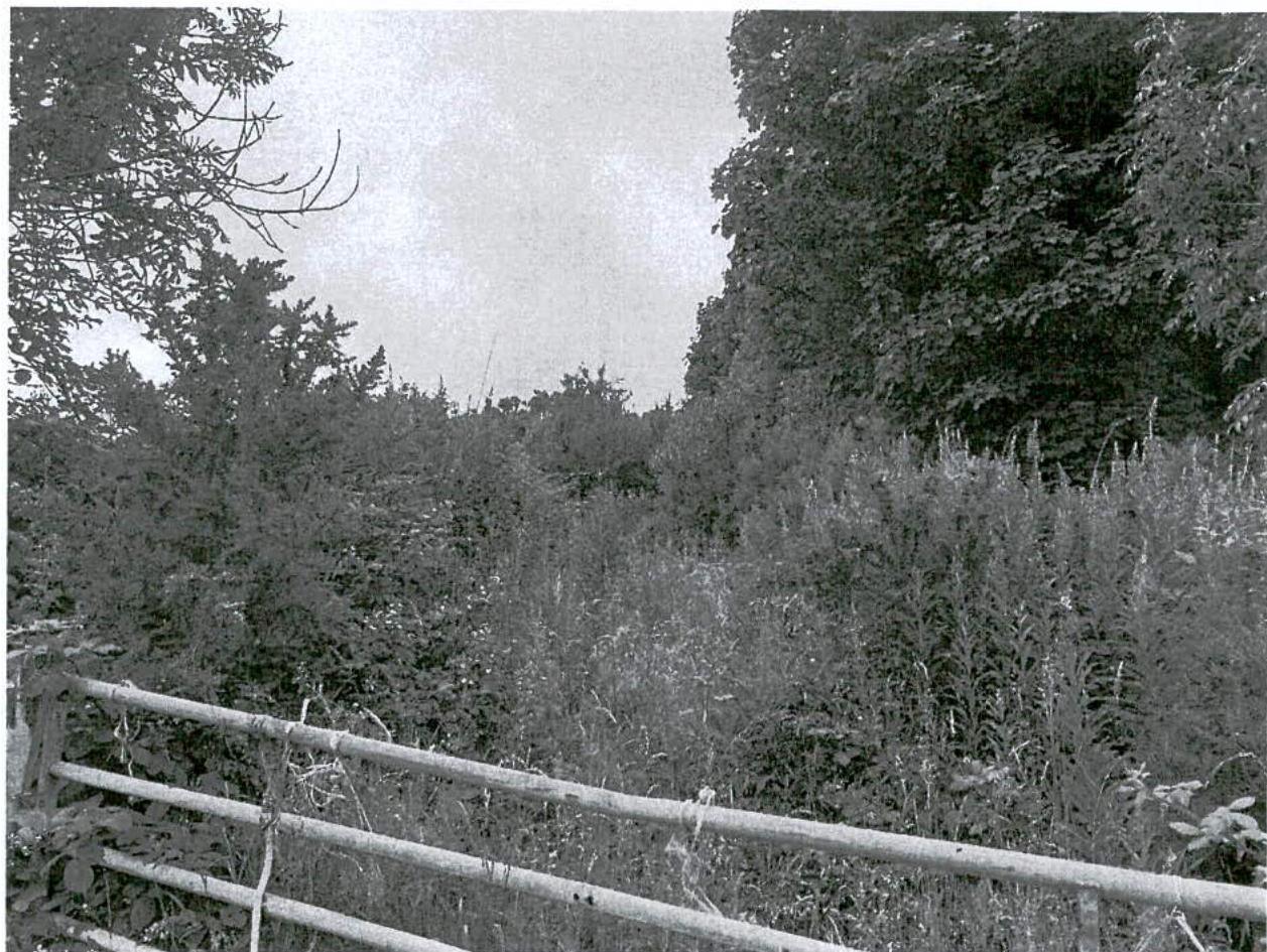 A black and white photograph showing a rural scene with a wooden fence in the foreground and dense trees and vegetation in the background.