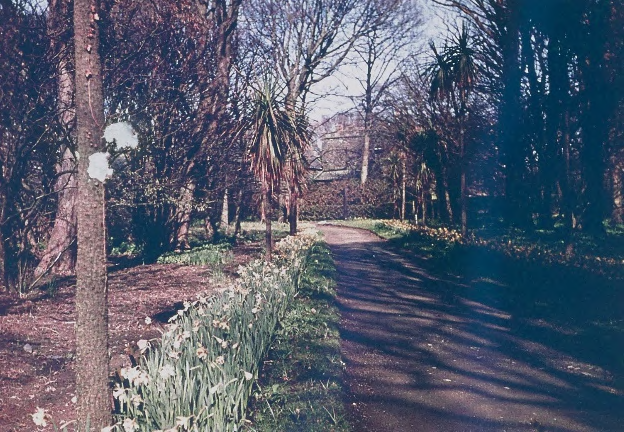 A photograph showing a paved path or driveway winding through a wooded area lined with daffodils and trees.