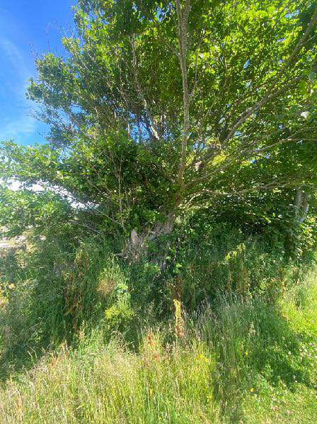 A photograph showing a large, leafy tree with dense green foliage standing in a grassy field under a blue sky.