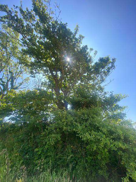 A low-angle photograph looking up into the dense green canopy of a large tree with sunlight filtering through the leaves against a blue sky.