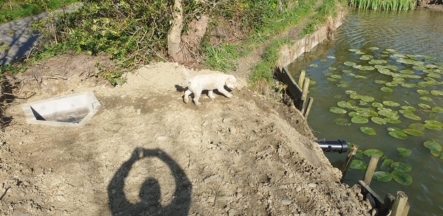 A photograph showing a reinforced earth bank next to a lake with lily pads and a concrete drainage outlet.