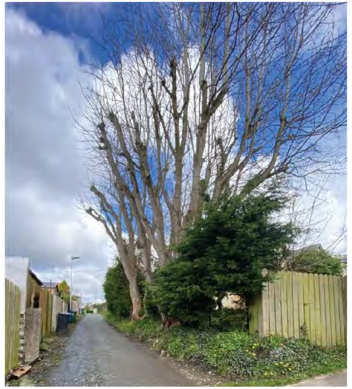 A photograph showing a paved access lane lined with wooden fences and a large pollarded tree against a cloudy sky.