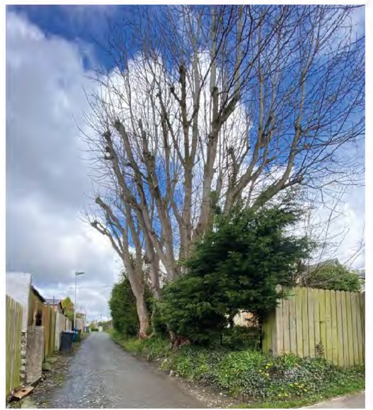 A photograph showing a large pollarded tree alongside a narrow lane with wooden fences and bins.