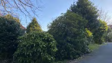 A photograph showing a roadside view with dense green hedges and trees on the left and a paved road on the right.
