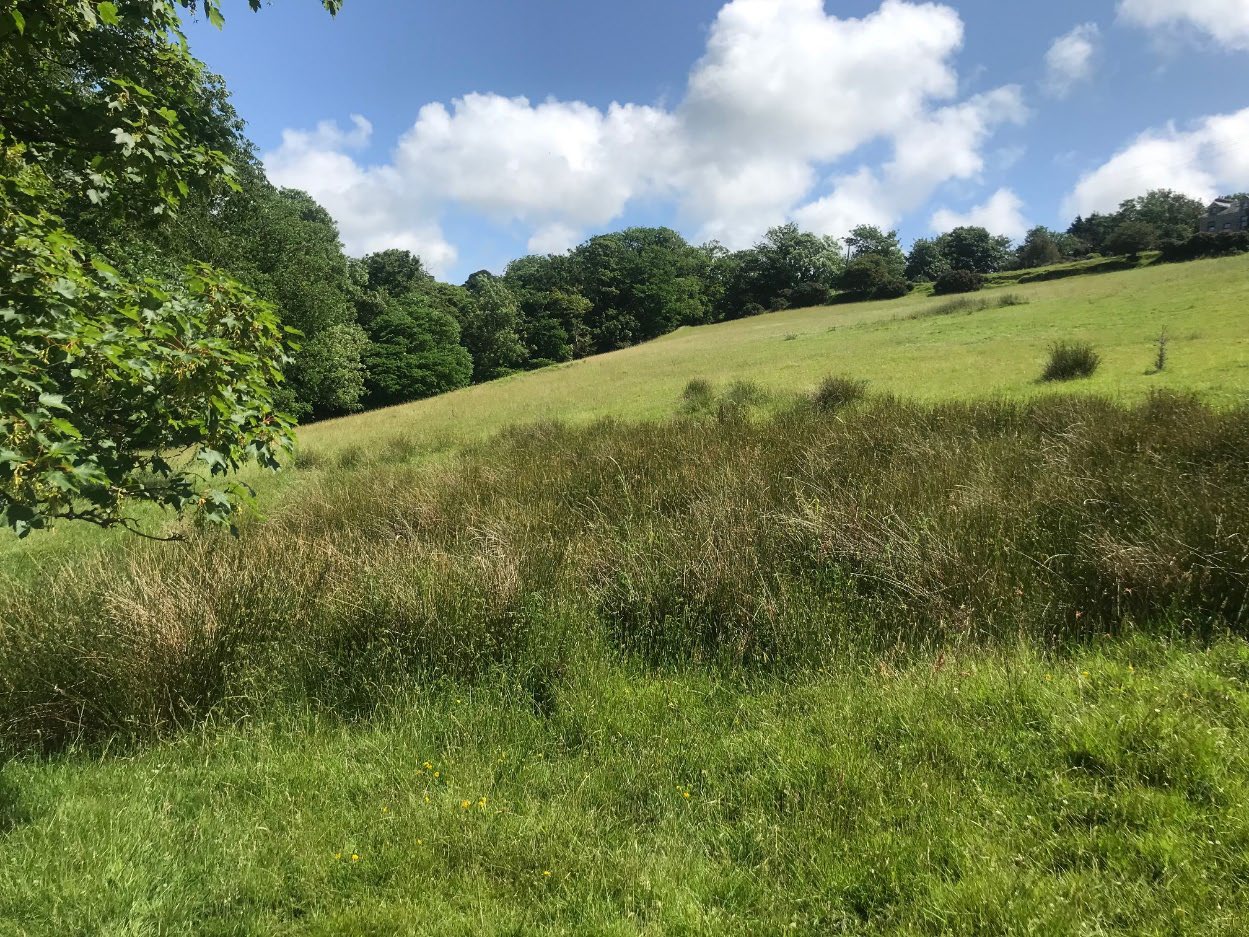 A photograph showing a grassy, sloping field with tall vegetation in the foreground and a line of trees in the background under a blue sky.