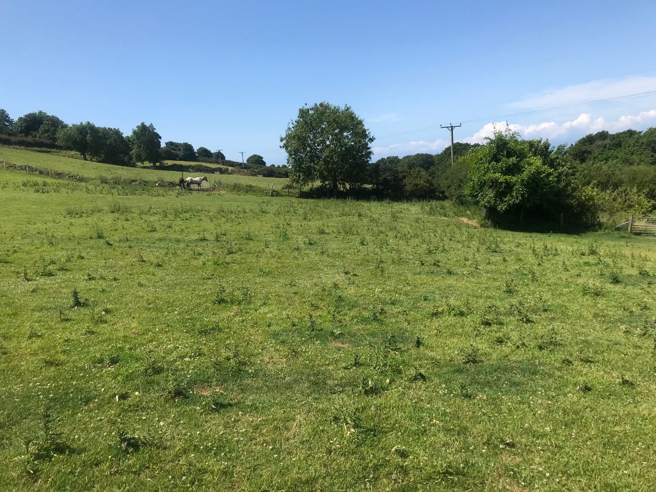 A photograph of a green, grassy field or pasture on a sunny day, with trees and hedgerows in the background and a horse visible in the distance.