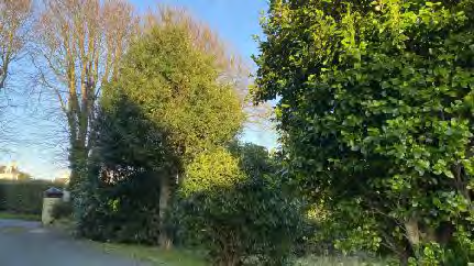 A photograph showing a roadside scene with mature trees and dense hedges, likely depicting the site's boundary or surrounding landscaping.
