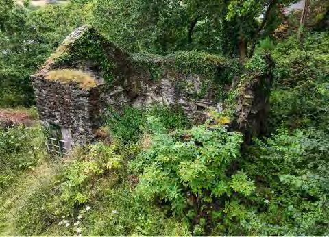 A photograph showing the ruins of an old stone building, likely the existing Old Mill, which is heavily overgrown with vegetation and surrounded by dense trees.