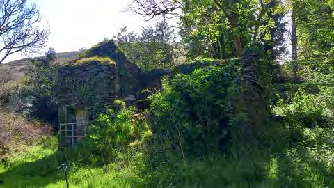 A photograph showing the ruins of a stone building, likely the Old Mill Building, heavily overgrown with vegetation and trees in a rural setting.