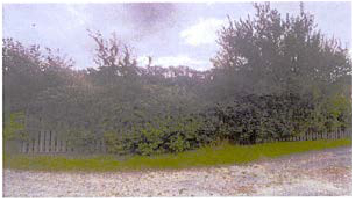 A low-resolution photograph showing a dense hedge or boundary vegetation with a gravel path in the foreground.