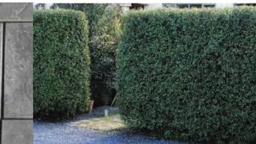 photograph from page 10