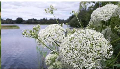 photograph from page 10