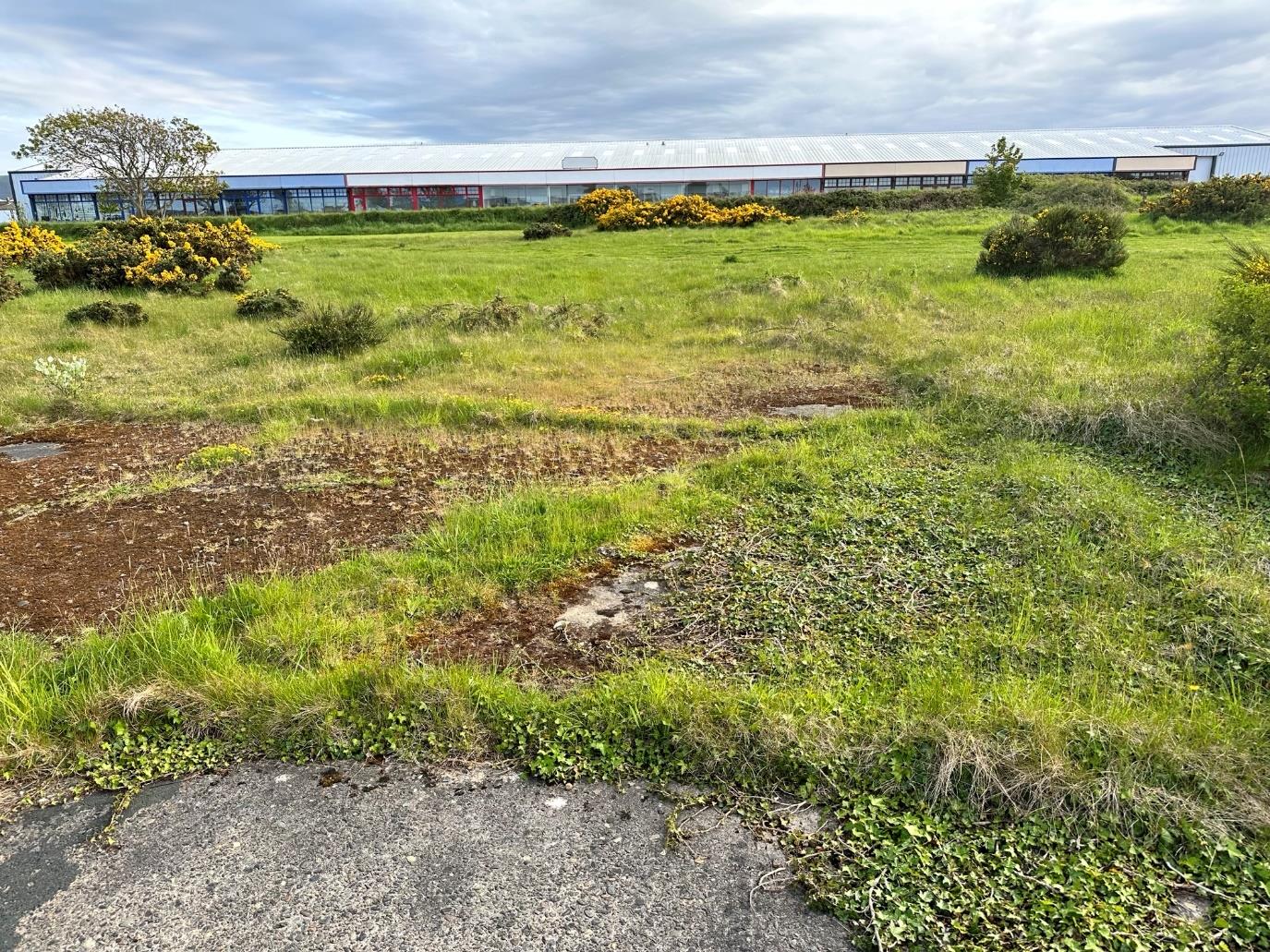 A photograph of a grassy plot of land with gorse bushes and a long industrial or agricultural building in the background.