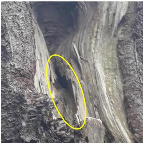 A close-up photograph of a tree trunk showing a large hollow cavity. A yellow oval highlights a specific dark area within the wood, likely indicating a bat roost.