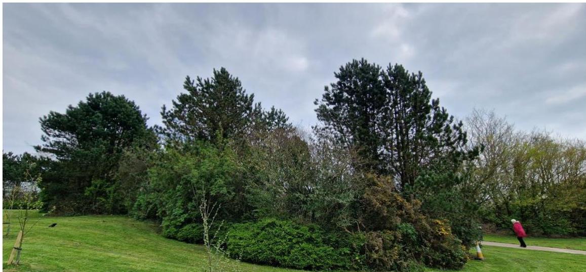 photograph from page 7