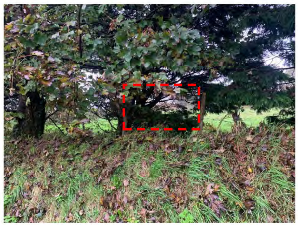 A photograph showing a grassy slope with trees and bushes, with a red dashed box highlighting a specific area of vegetation.