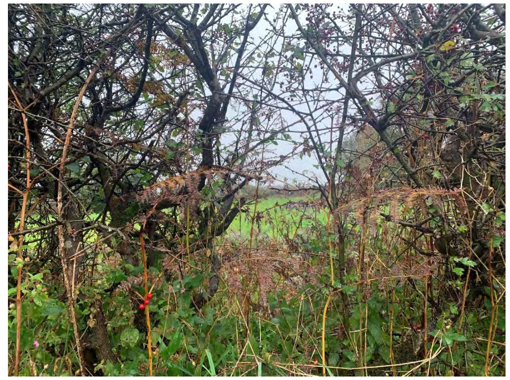 photograph from page 15