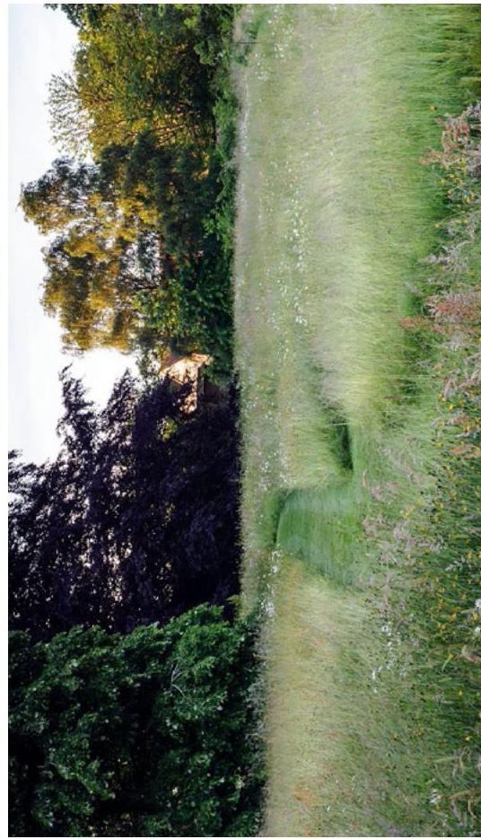 A rotated photograph showing a grassy field with tall vegetation and a line of trees, likely depicting the site of the proposed development.