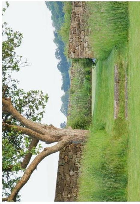 A rotated photograph showing a grassy field with a dry stone wall and a large tree in the foreground, likely depicting the site of the proposed development.