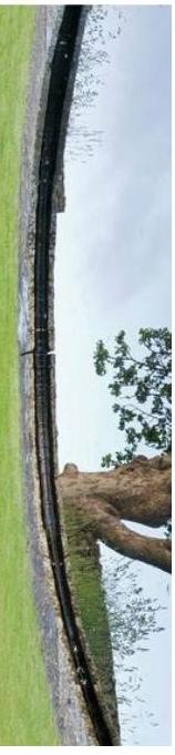 A rotated photograph showing a stone wall bordering a grassy area with a large tree trunk and vegetation.