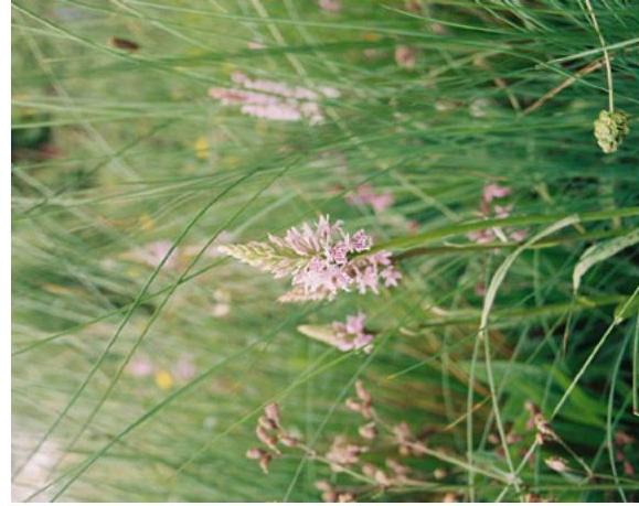 photograph from page 7