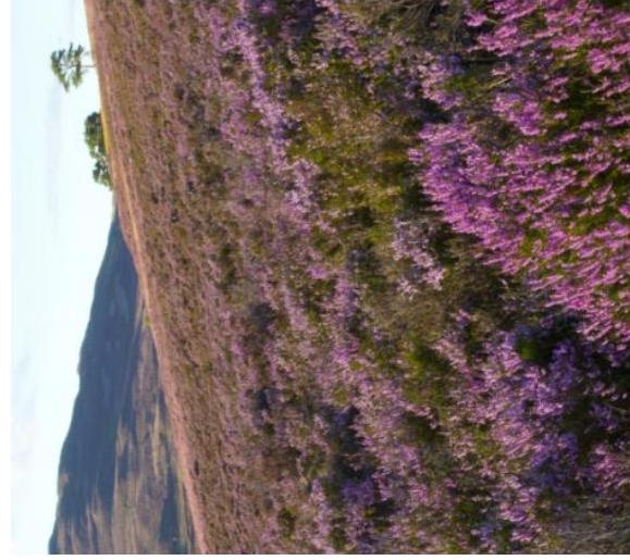 photograph from page 7