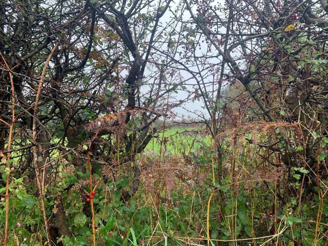 map or plan from page 15