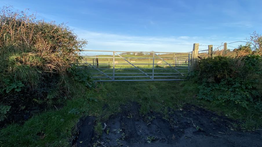A photograph showing a metal farm gate at the end of a muddy track, leading to a grassy field with sheep and bordered by hedgerows.