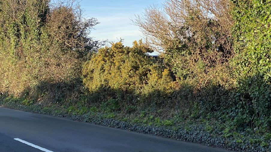 A photograph showing a paved road verge bordered by dense vegetation, bushes, and trees in a rural setting.