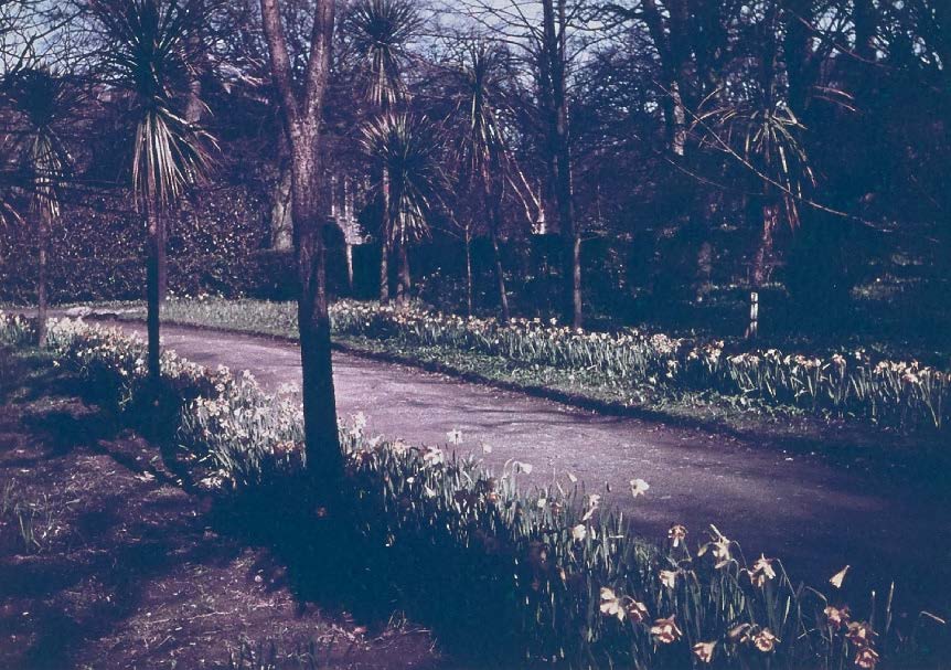 A photograph showing a paved driveway winding through a garden area with blooming daffodils and trees.