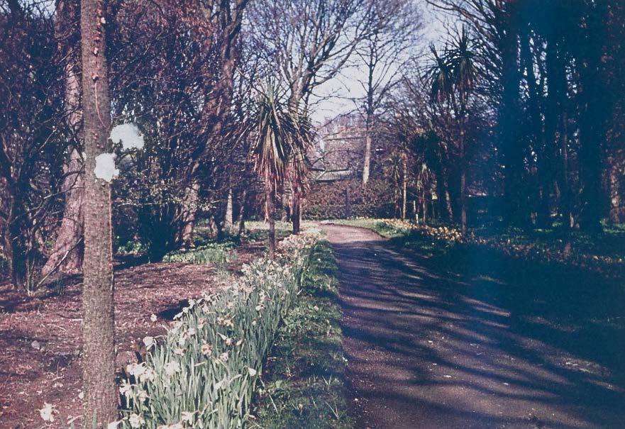 A photograph showing a paved driveway winding through a wooded area with trees and flowering plants along the side.