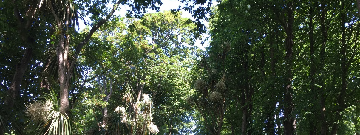 A low-angle photograph showing the dense canopy of mature trees and green foliage against a bright sky.