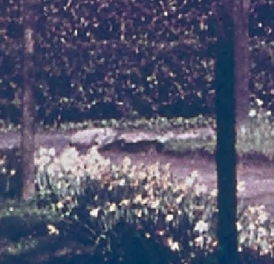 A grainy, low-resolution photograph showing a vegetated area with trees and a path or driveway running horizontally through the scene.