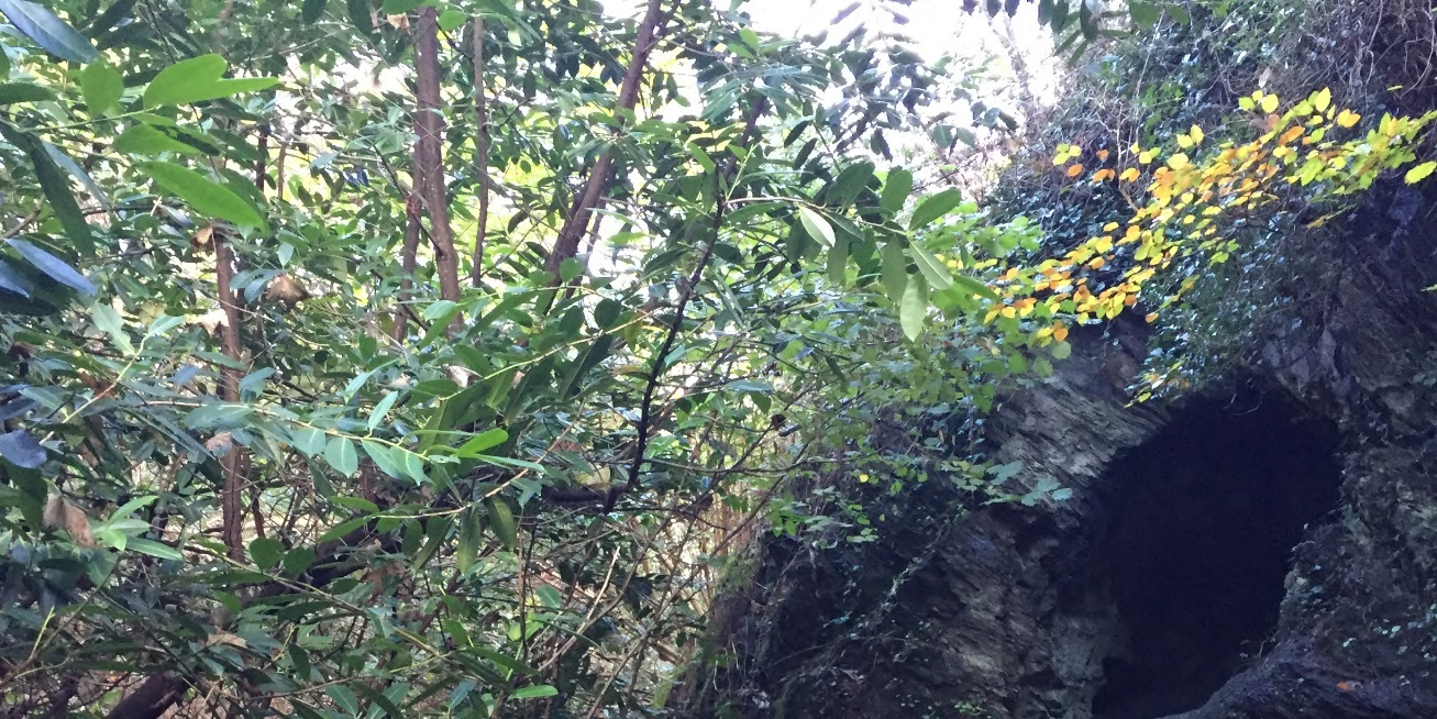 A photograph showing a rocky outcrop with a dark cave-like opening surrounded by dense green trees and foliage.