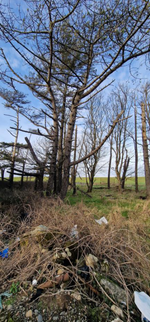 A photograph showing a rural wooded area with tall trees and dry undergrowth in the foreground, overlooking a green field in the distance.