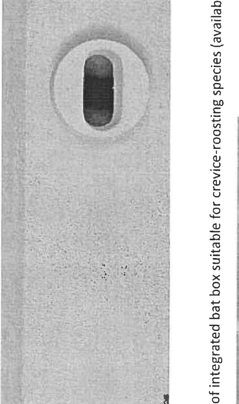 A technical detail drawing illustrating an integrated bat box entrance suitable for crevice-roosting species, showing the oval opening in a wall surface.