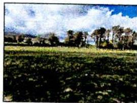 A low-resolution photograph showing a grassy field with a line of trees and a cloudy sky.
