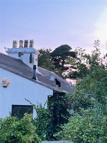 A photograph showing the roofline and chimneys of a white building with a black cat perched on the slate roof, surrounded by trees and vegetation.