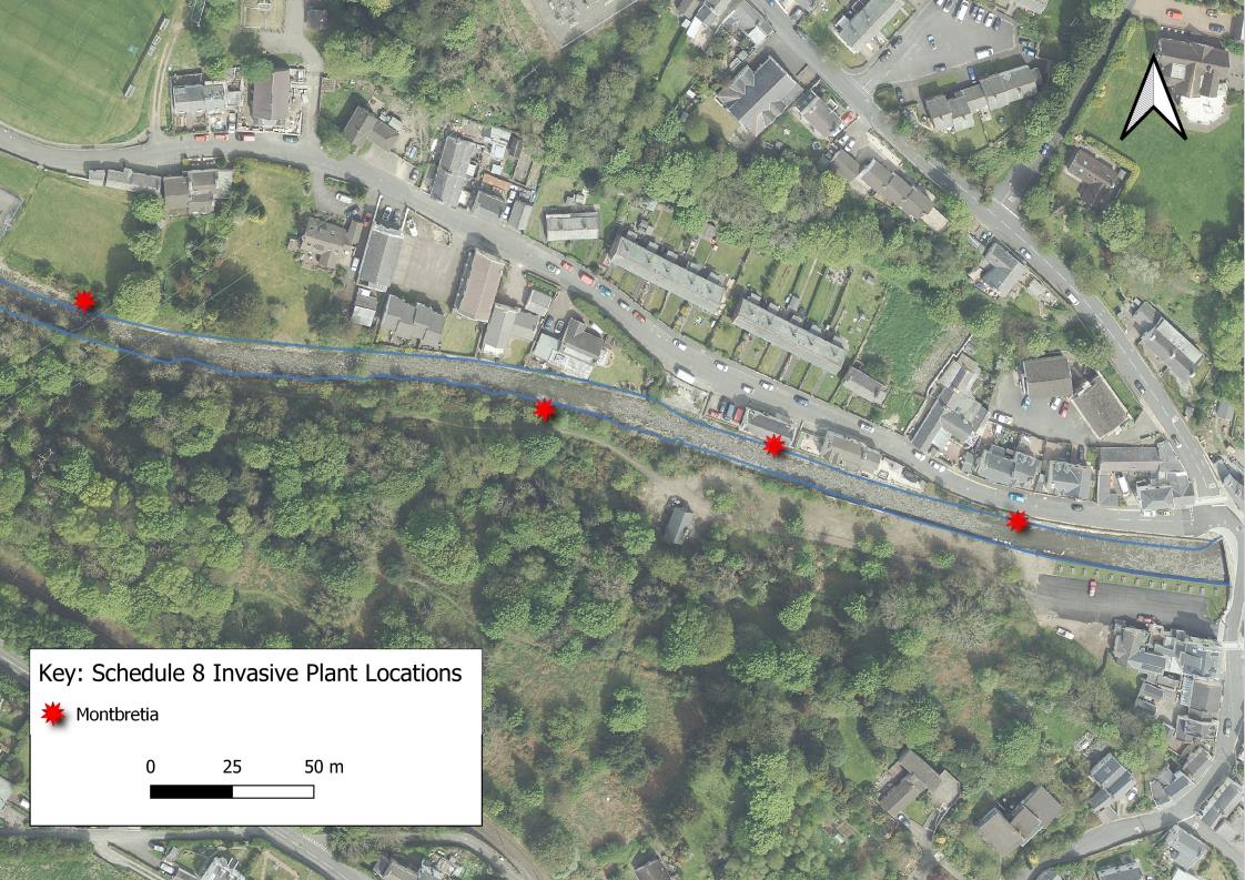 Aerial site map displaying the locations of Schedule 8 Invasive Plant species (Montbretia) marked with red stars along a river bank.