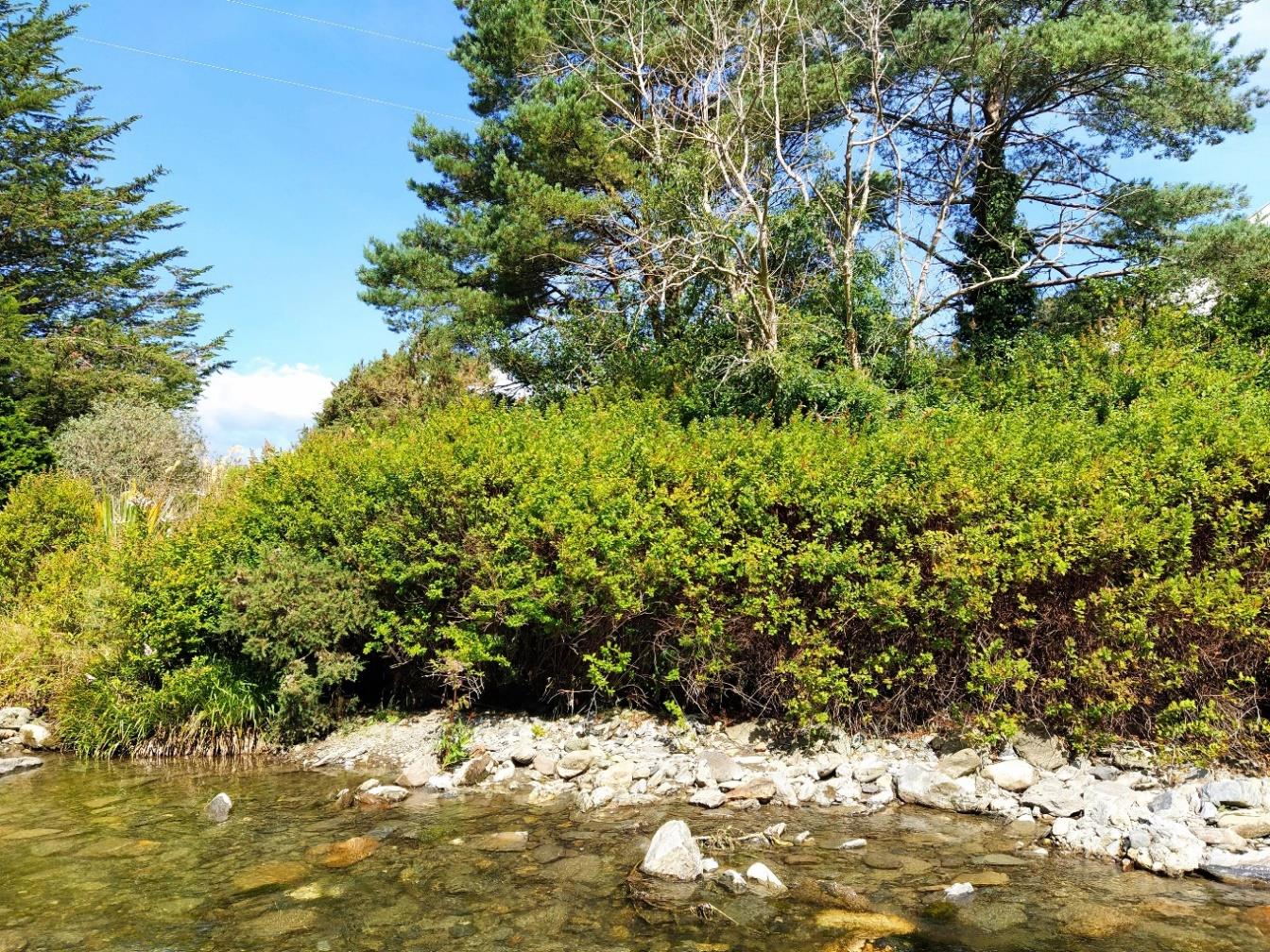 A photograph showing a stream or river bank with dense green vegetation and rocks.