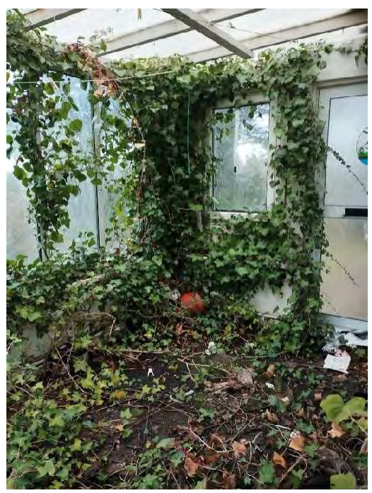 A photograph showing the interior of a dilapidated greenhouse or conservatory heavily overgrown with ivy and vegetation.