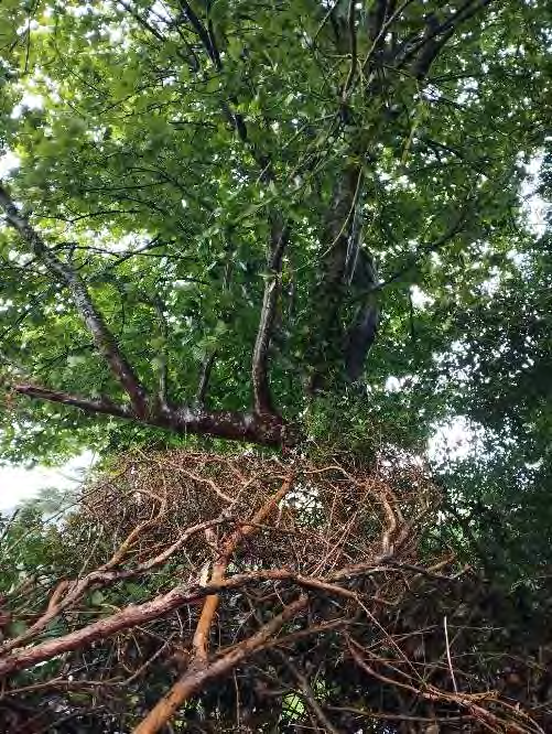 photograph from page 25