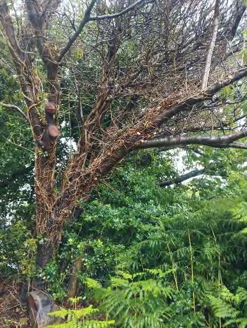 photograph from page 25