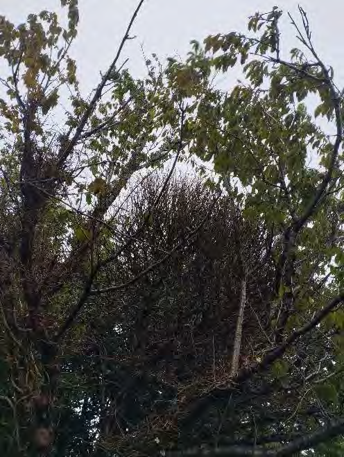 photograph from page 25