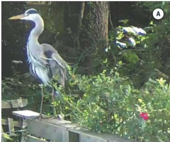 photograph from page 22